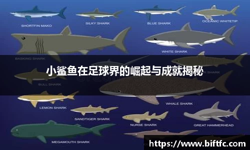 小鲨鱼在足球界的崛起与成就揭秘
